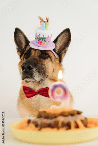 Fotografía German shepherd dog in birthday hat and bow tie with cake number nine lit candle in foreground