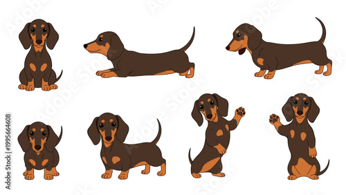 Array of brown and tan dachshund dogs in different positions like sitting, standing, and begging on a white background.