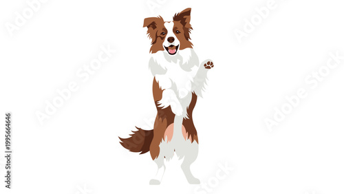 Energetic brown and white border collie dog is standing on its hind legs and waving its front paw happily on white.