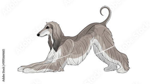Elegant Afghan hound with long flowing silky hair captured in a graceful dynamic pose against a plain white backdrop for a pet show poster.