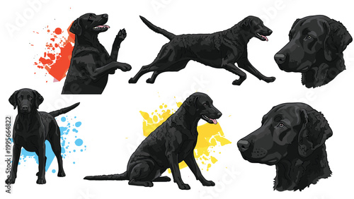 Set of six illustrations showing a black curly-coated retriever in various active poses like running and sitting for a dog training manual.