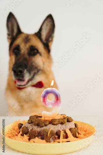 Bild auf Leinwand Birthday cake with number nine candle in focus and german shepherd dog blurred in background