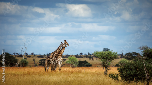 Two Giraffes bonding in dry savanah scenery in Kruger National park, South Africa ; Specie Giraffa camelopardalis family of Giraffidae