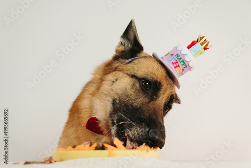 Cuadro en lienzo German shepherd dog eating birthday cake wearing festive hat