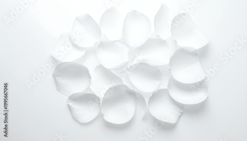 Soft white rose petals scattered gently, creating a delicate, romantic mood perfect for spa, wedding, beauty, or peaceful minimalist design concepts.