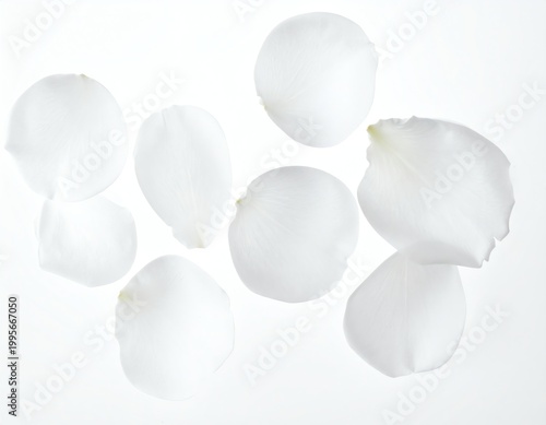 Soft white rose petals scattered gently, creating a peaceful, romantic, and minimal look perfect for elegant design, wellness, or beauty concepts.