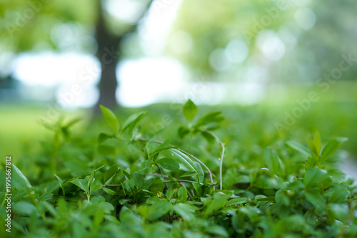 A close-up of vibrant green shrubbery and leaves, featuring a soft bokeh background of sun-drenched trees and bright daylight.