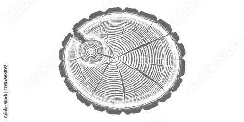 Cross section of a tree trunk showing growth rings and wood texture pattern