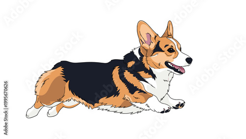 Pembroke Welsh Corgi dog lies down on its belly looking alert with its mouth open and ears pricked in a typical tri color coat.
