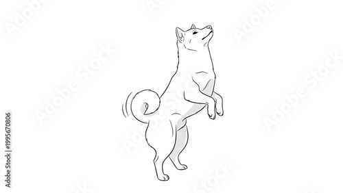 Sketch of a shiba inu dog standing upright on its back legs and looking upward with an expectant and curious facial expression.