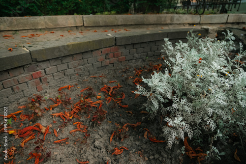 Fotografía Autumn flower bed with dying plants and fallen leaves on the ground depressive m
