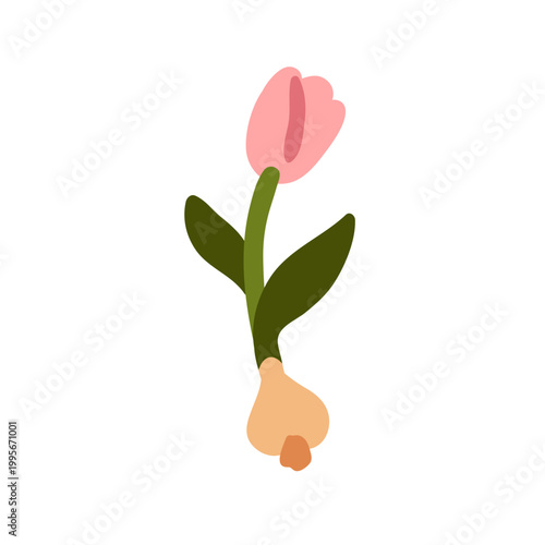 Floral plant bulb. Blooming flower growing from root. Gardening, horticulture...