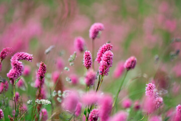 plants and flowers