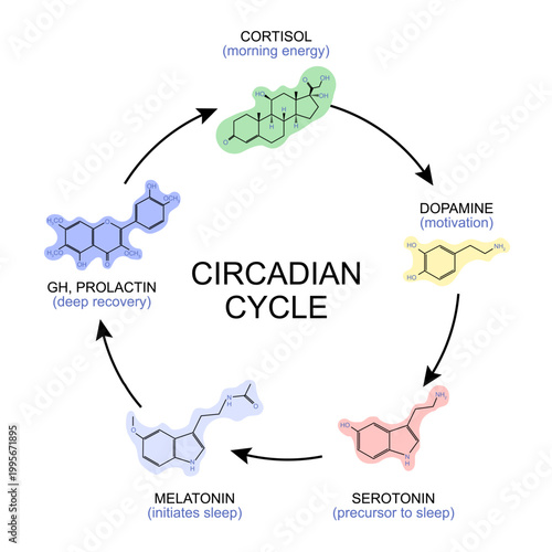 Circadian hormonal cycle serotonin, melatonin, somatotropin, cortisol, dopamine. Circadian hormonal rhythm
