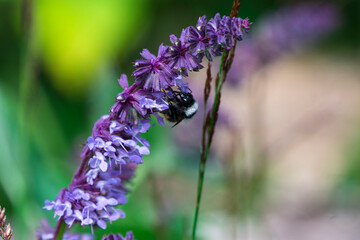 plants and flowers