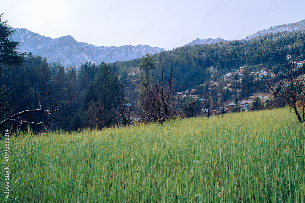 Fototapeta premium Spring Wheat Fields and Snow-Capped Himalayan Peaks in Shangarh, Sainj Valley. Spring blossoms in the foreground, contrasted with the majestic snow-covered ridges of the Great Himalayan National Park.