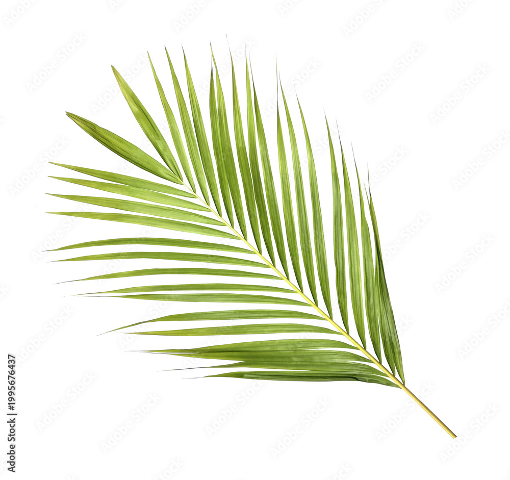 Fototapeta premium Green palm leaf on transparent background