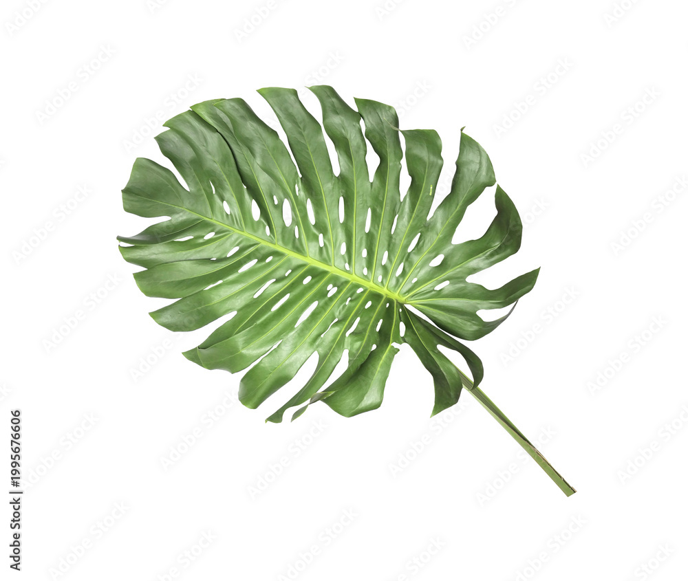 Obraz premium tropical monstera palm leaf tree background