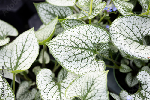 Foto Brunnera macrophylla, the Siberian bugloss, great forget-me-not, largeleaf brunnera or heartleaf