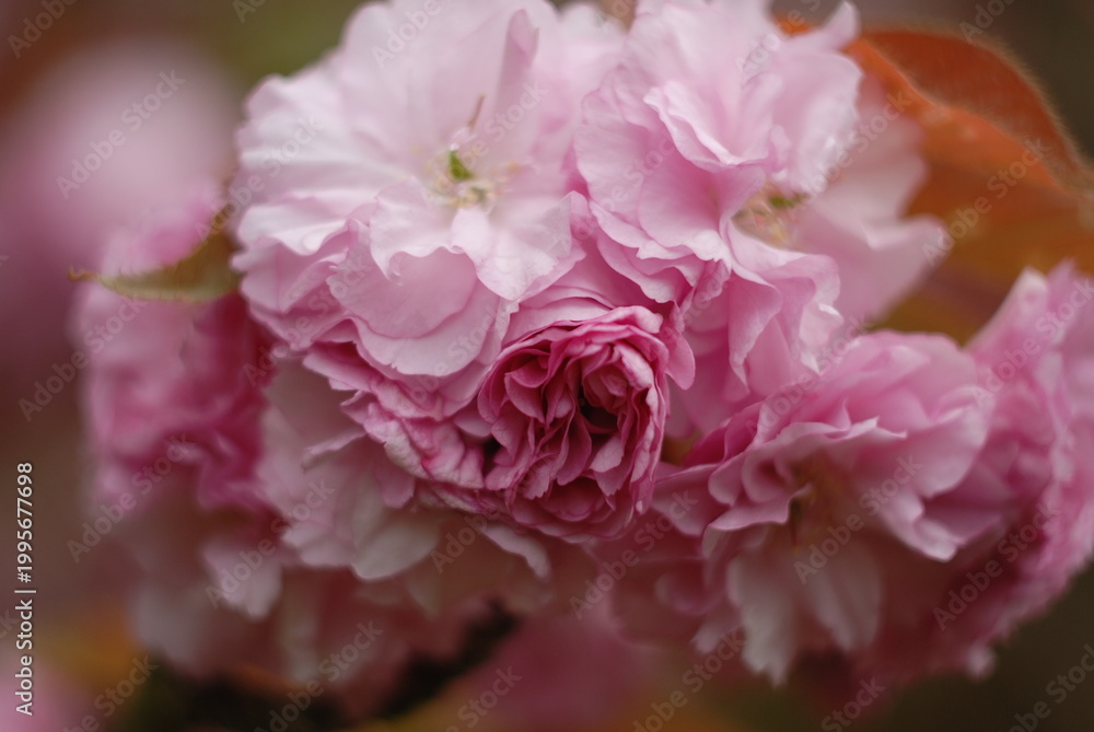 Fototapeta premium pink blossoms