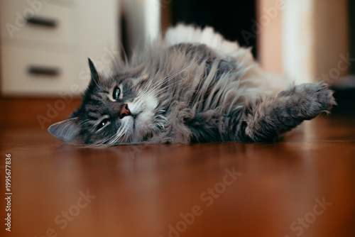 Canvastavla A domestic cat lies comfortably on a wooden floor inside a warm environment