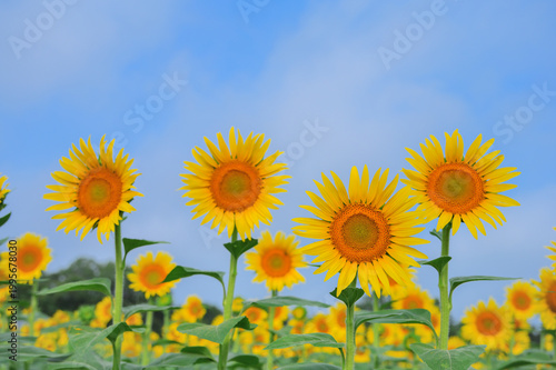 Sunflowers blooming against blue sky with copy space