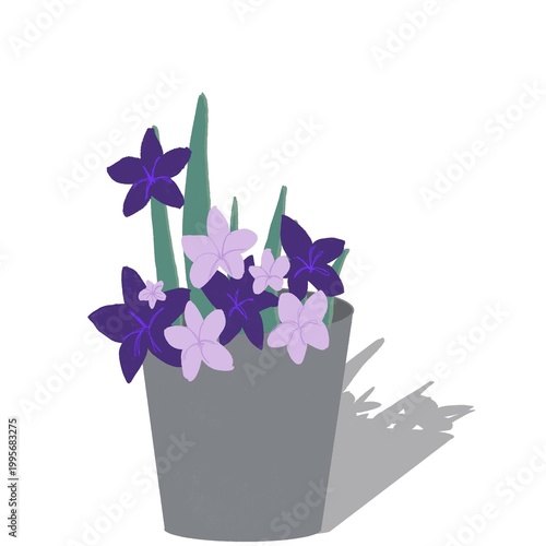 violet flowers in a pot
