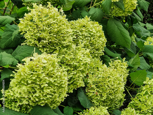 Light green hydrangea flowers. Plant is ideal for hedges and creation of dried flowers. Close-up