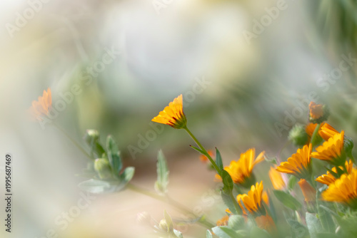 公園に咲く美しいヒメキンセンカ