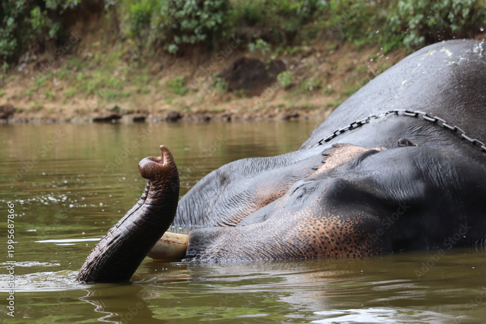 Fototapeta premium Elephant swimming in river | Elephant bath