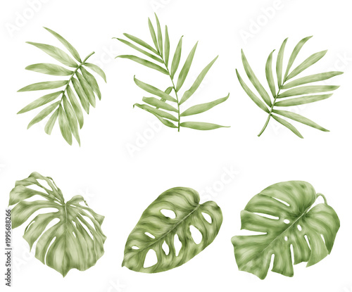 Palm leaves and monstera, The drawing is hand-drawn. Watercolor illustration., Leaves of tropical trees and indoor flowers, the set is isolated on the background.