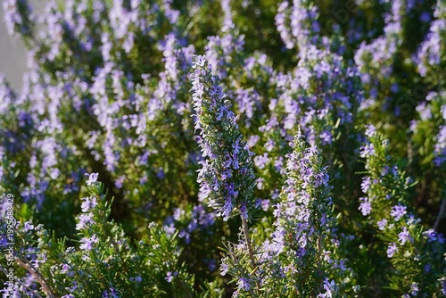Rosemary plant or Rosmarinus officinalis.A wild herb with fragrant leaves and blue flowers, found in the Mediterranean, in Attica, Greece