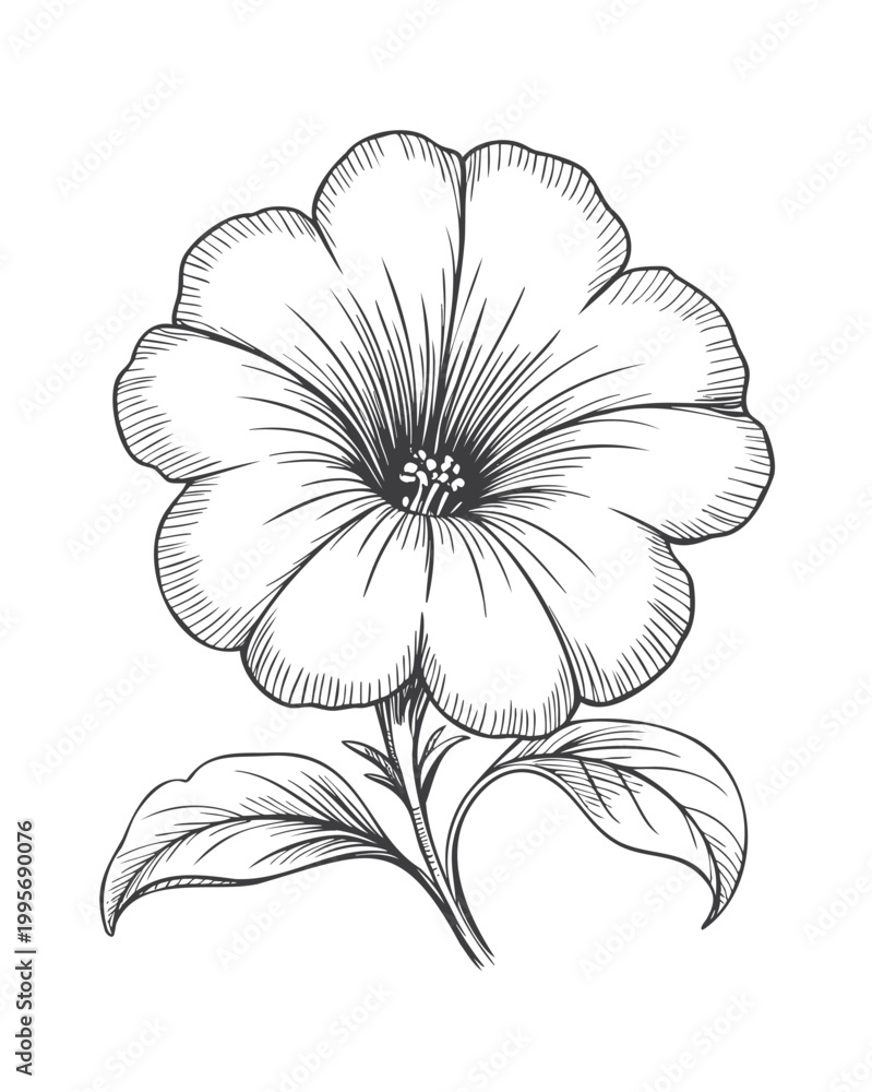 Obraz premium Hand drawn petunia flower in clean botanical line art style.