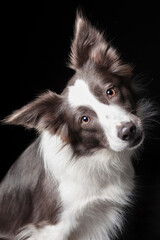 Close up portrait of a cute border collie on black background