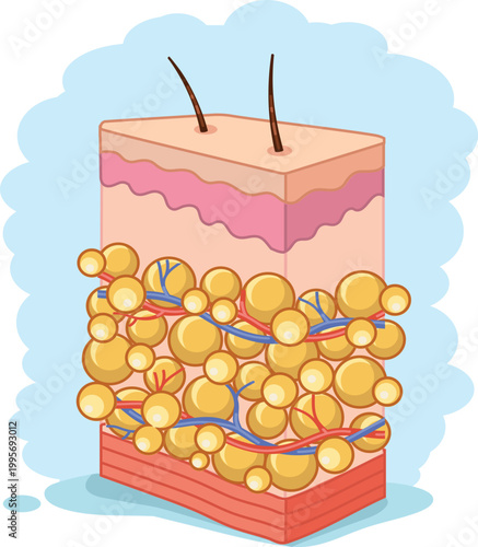 Subcutaneous Fat Cells in Skin Layer Diagram Illustration