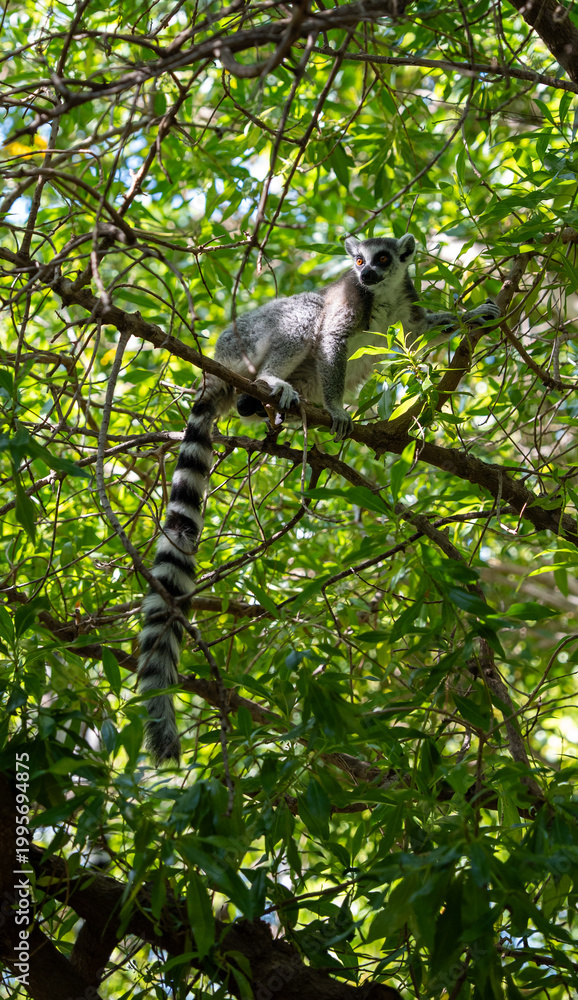 Fototapeta premium Ring-tailed lemur Lemur catta perches on a thick branch in sunlit canopy, long black and white tail curling below, direct gaze toward viewer