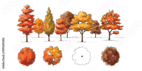 Set of colorful autumn trees in side view and top view for landscape architecture design drawings