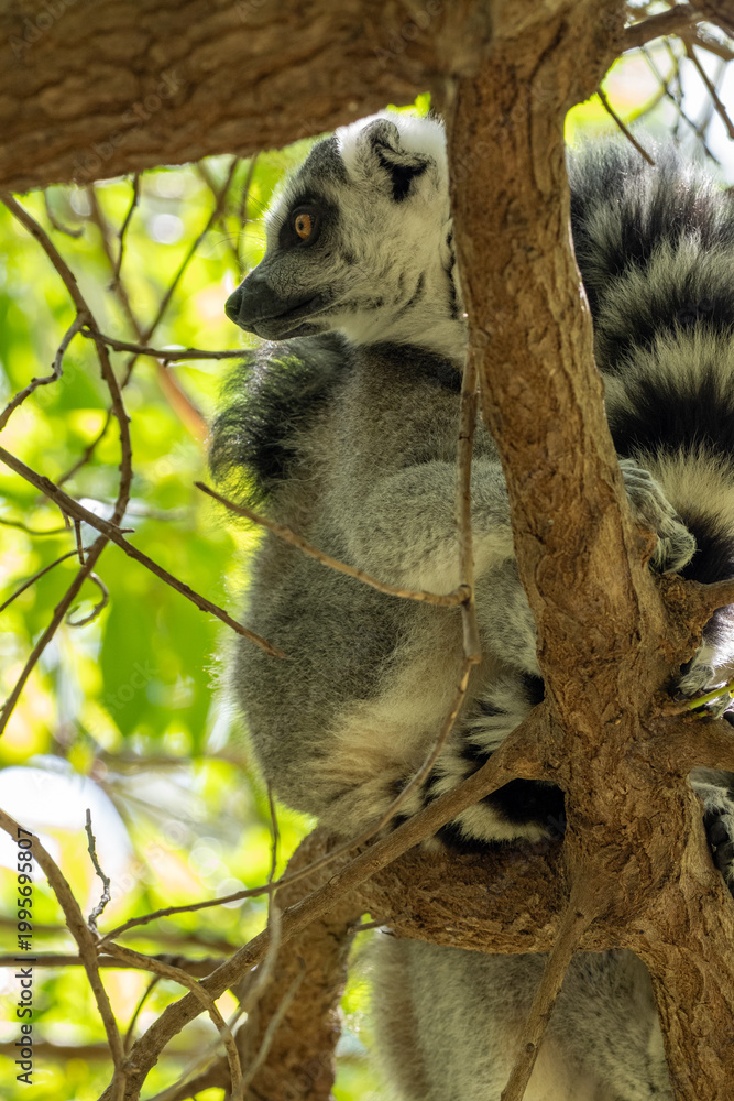 Fototapeta premium Ring-tailed lemur Lemur catta clings vertically to a tree trunk, distinctive black and white striped tail wrapped around the bark, amber eye alert, green bokeh background
