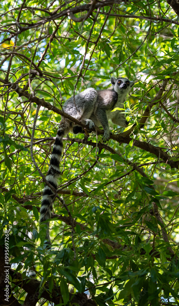 Fototapeta premium Ring-tailed lemur Lemur catta sits on a branch deep in leafy tree canopy, distinctive striped tail hanging down, amber eye visible
