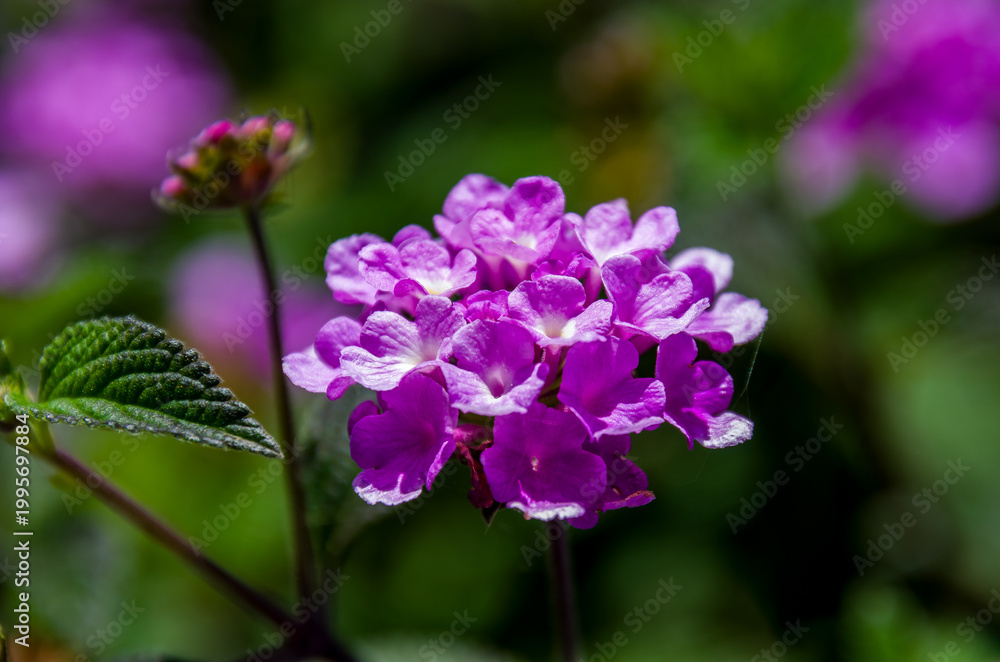 Obraz premium Lantana montevidensis, comúnmente llamada lantana rastrera o lantana llorona, es originaria de las zonas tropicales de Sudamérica