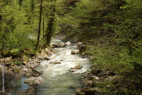 river in the forest
