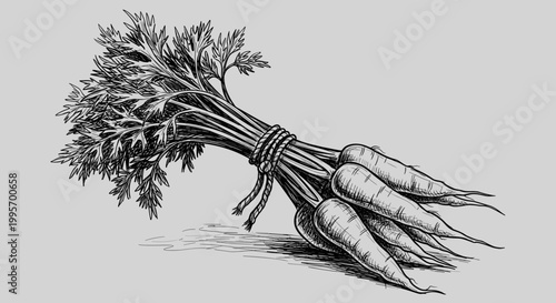 Parsley root vegetables, bunched, black and white