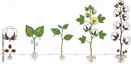 Cotton plant life cycle vector set featuring seed germination flowering and harvest stages for textile education.