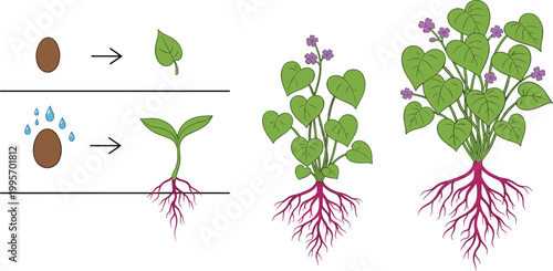 Flowering plant growth stages vector set featuring seed germination heart shaped leaves and mature purple blossoms