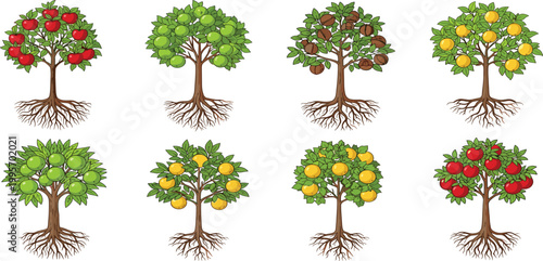 Fruit tree vector set featuring apple citrus and nut trees with roots for botanical education design