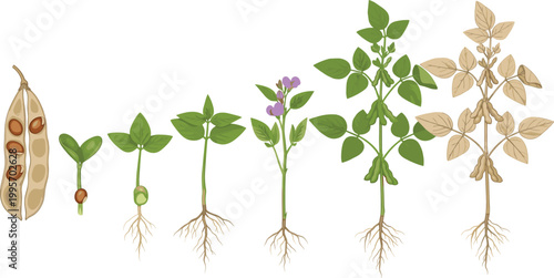 Soybean life cycle vector set featuring seed germination flowering and harvest stages for agricultural botanical education