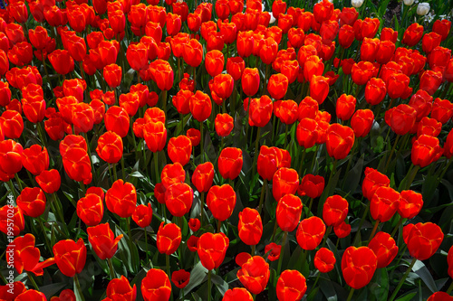 Netherlands, Amsterdam, Keukhenhof