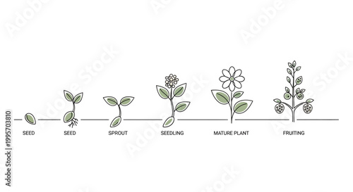 Plant growth stages from seed to fruiting.