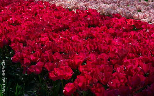 Netherlands, Amsterdam, Keukhenhof
