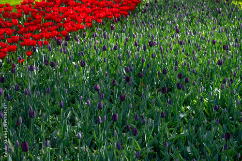 Netherlands, Amsterdam, Keukhenhof
